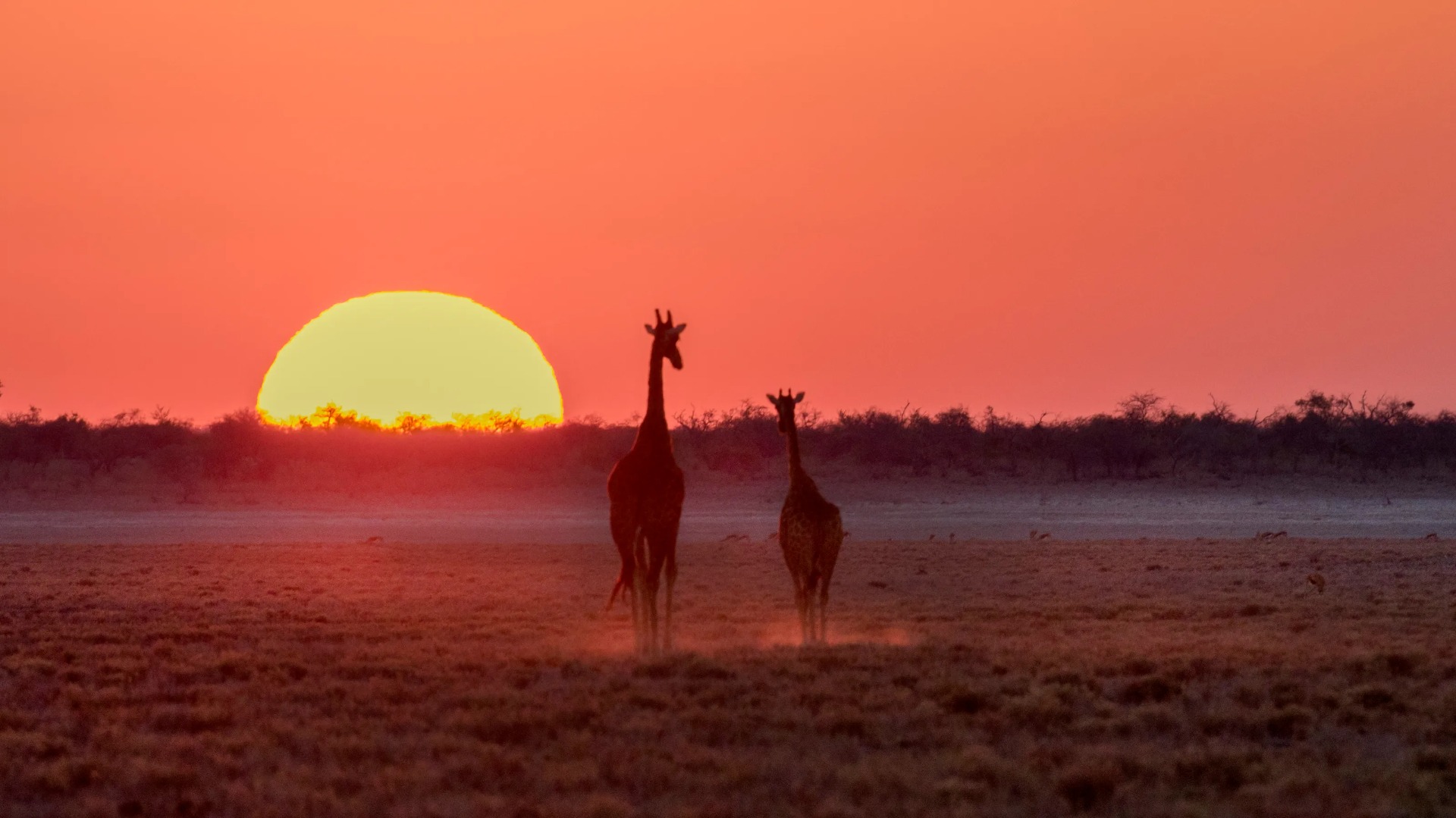 How Night Drives Transform Safari Sightings After Dusk
